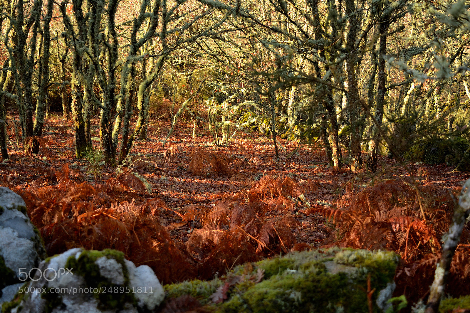 Nikon D5200 sample photo. Allariz, orense, españa photography