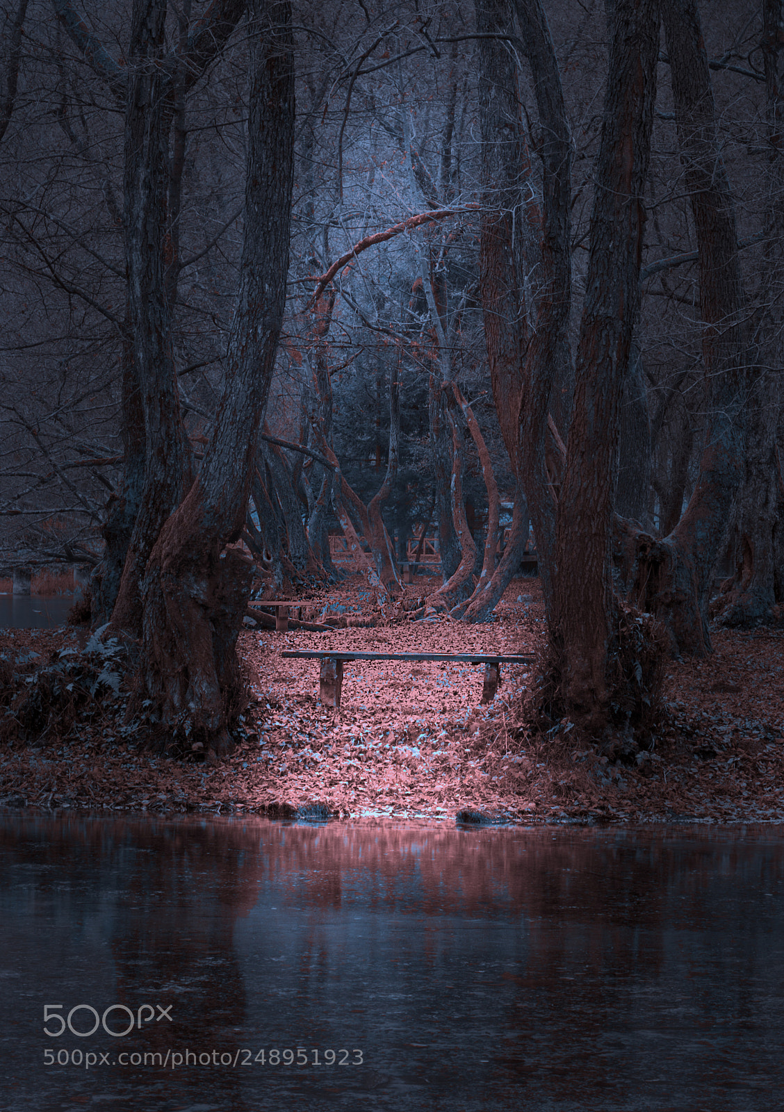 Nikon D610 sample photo. Bench photography