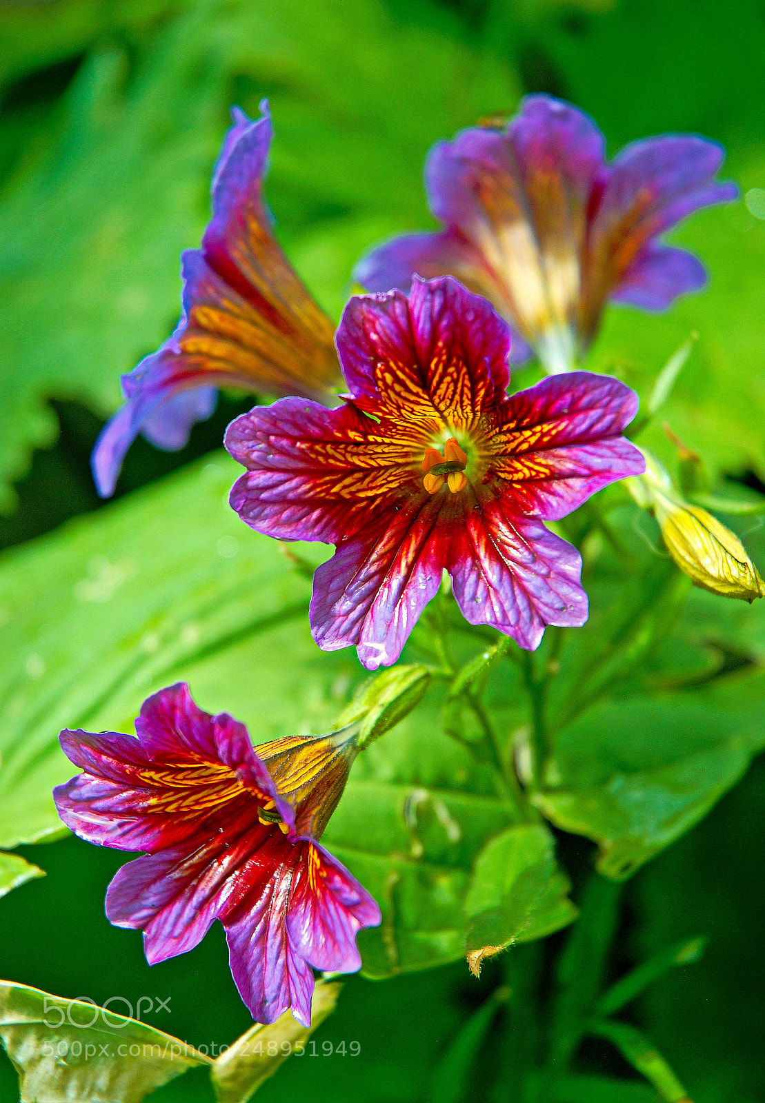 Nikon D200 sample photo. Floral trumpets photography