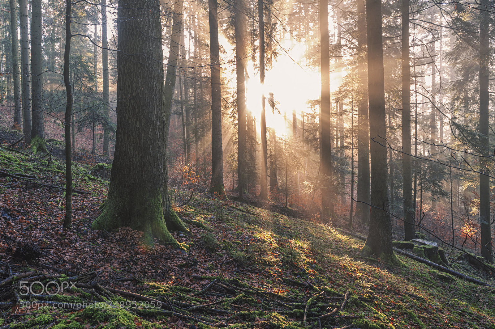 Nikon D700 sample photo. In the woods sunset photography