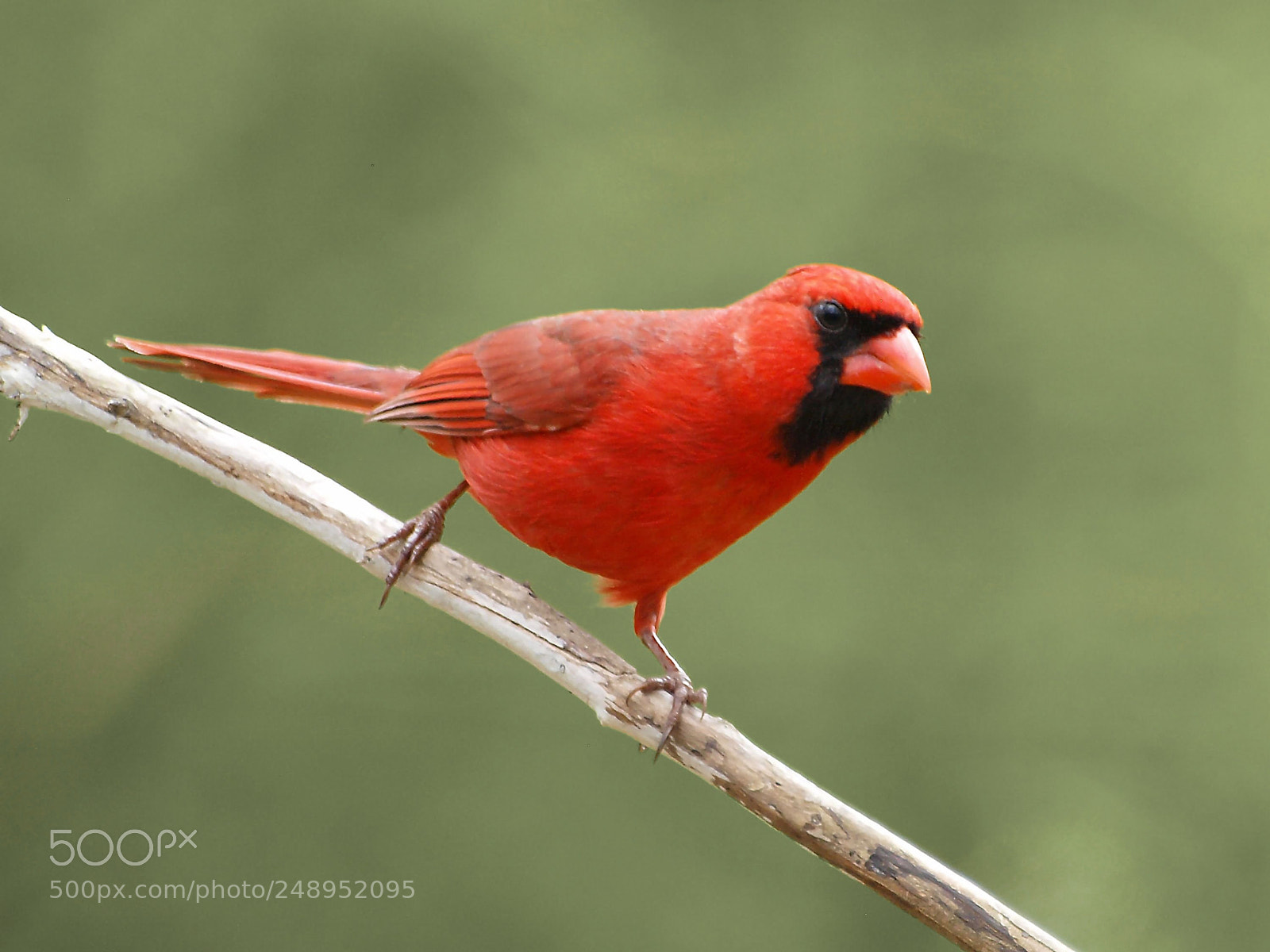 Olympus E-520 (EVOLT E-520) sample photo. Male northern cardinal photography