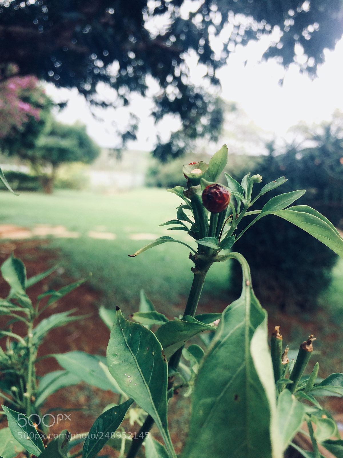 Apple iPhone 5s sample photo. Untitled photography