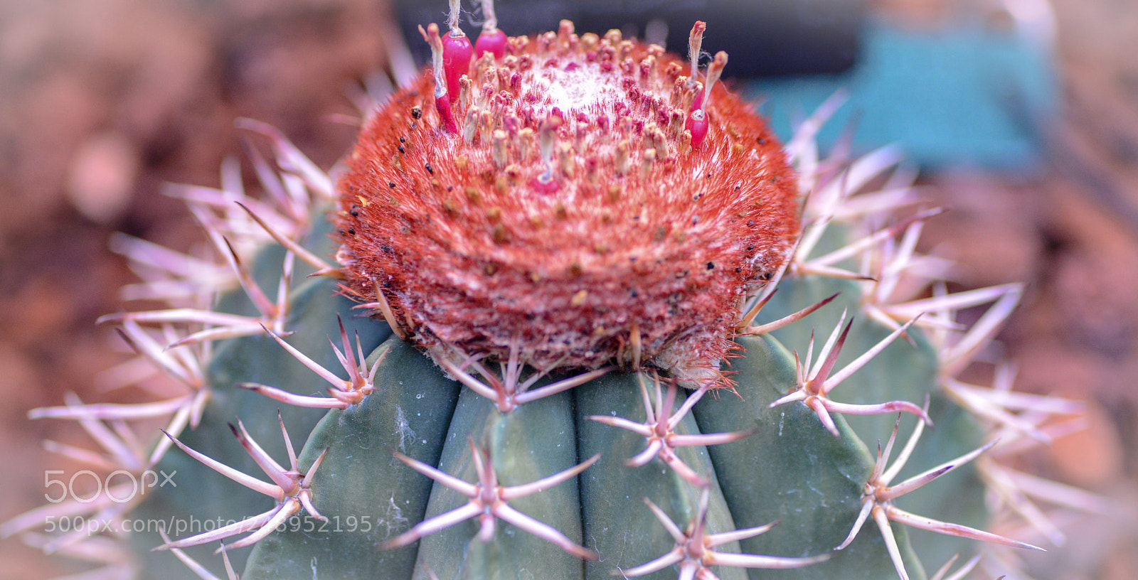 Nikon D600 sample photo. Cactus photography
