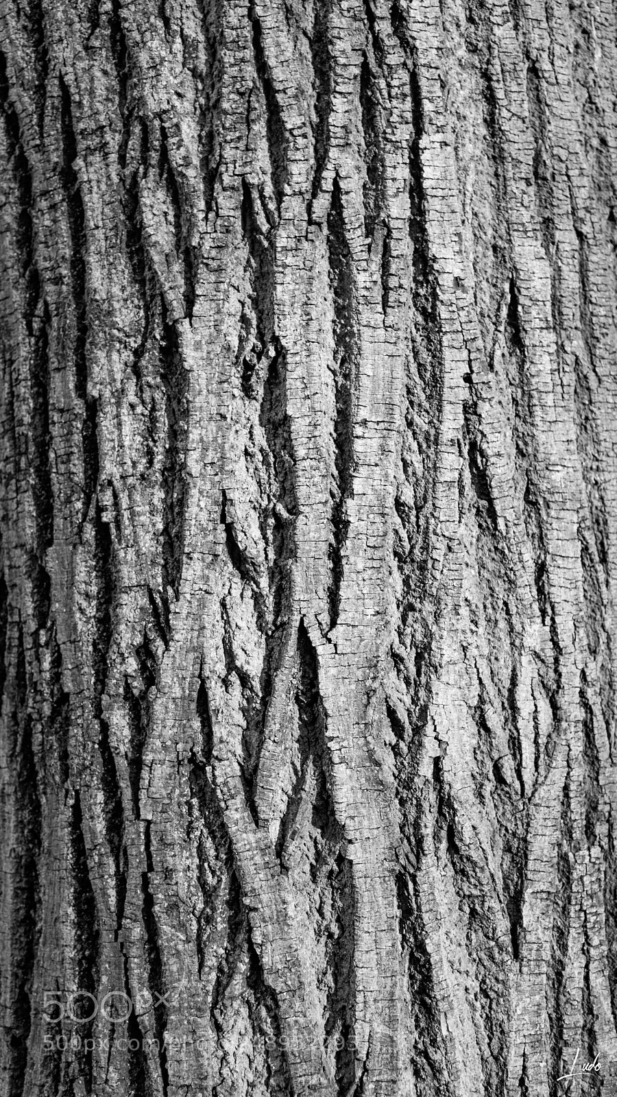 Nikon D750 sample photo. Oak bark photography