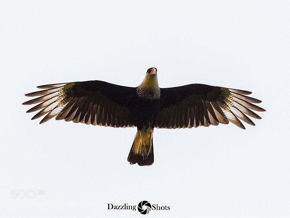 Nikon D7200 sample photo. Crested caracara photography
