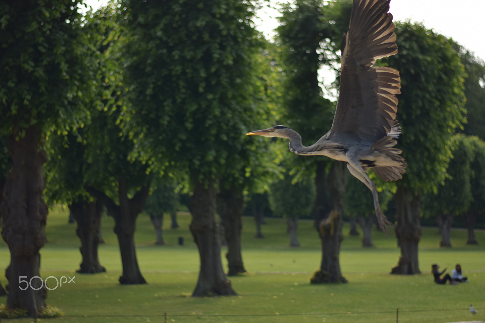 Nikon AF-S Nikkor 50mm F1.8G sample photo. Open wings photography