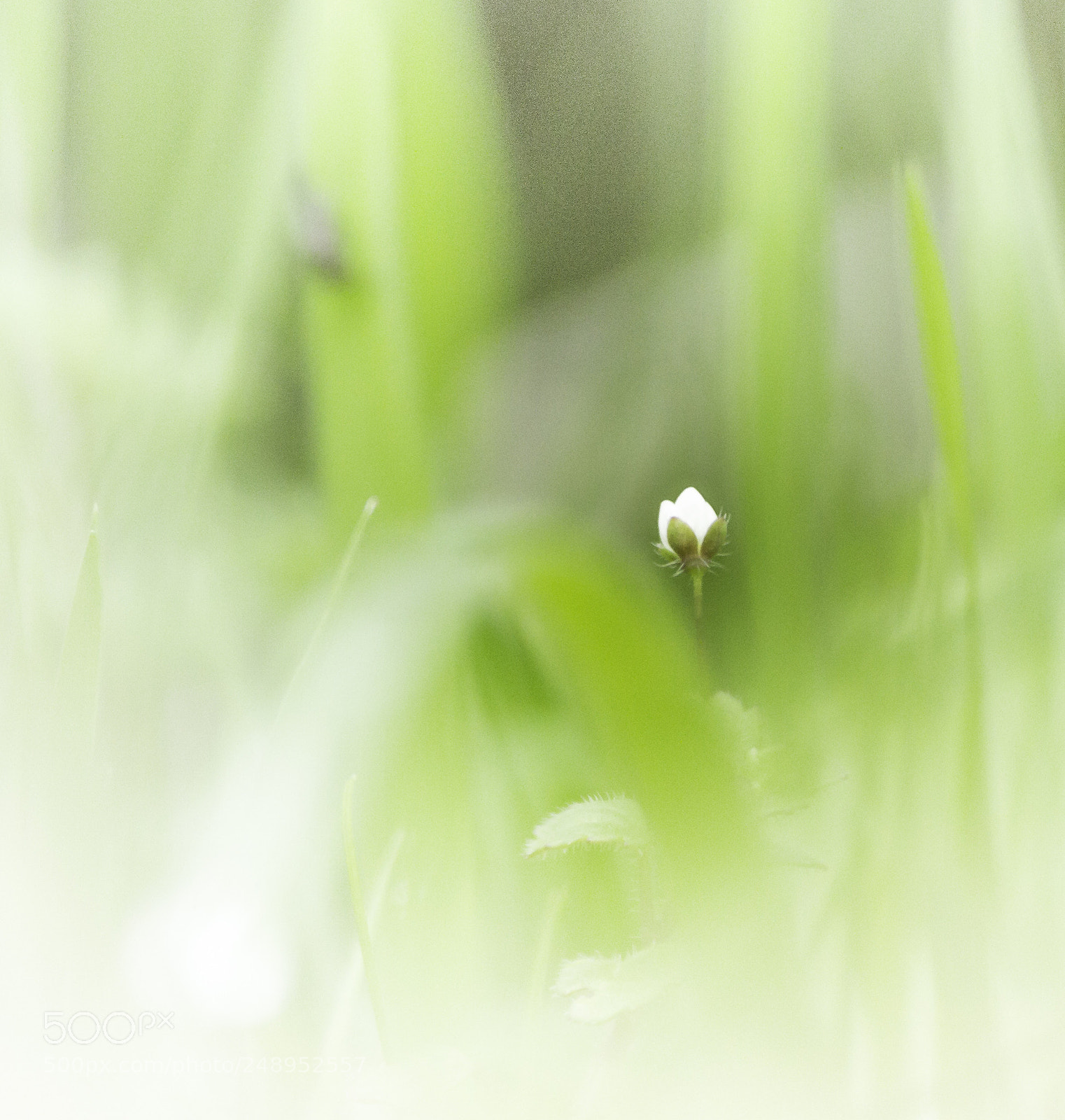 Canon EOS 7D sample photo. Mg photography
