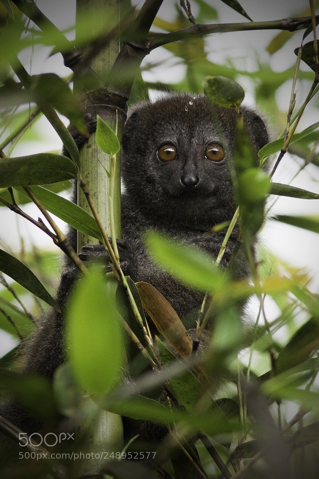 Canon EOS 5D Mark II sample photo. Eastern grey bamboo lemur photography