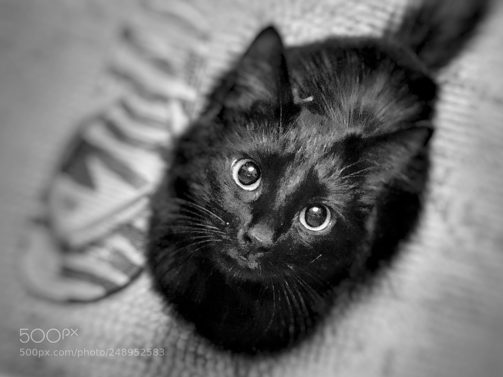 Apple iPhone X sample photo. Kiki photography