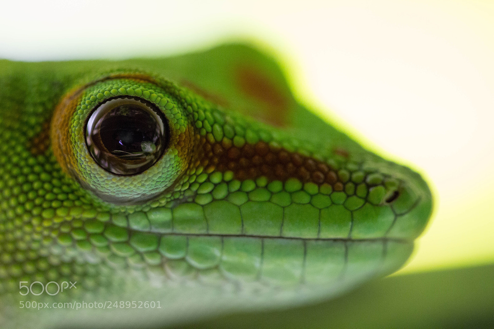 Canon EOS 60D sample photo. Gecko photography