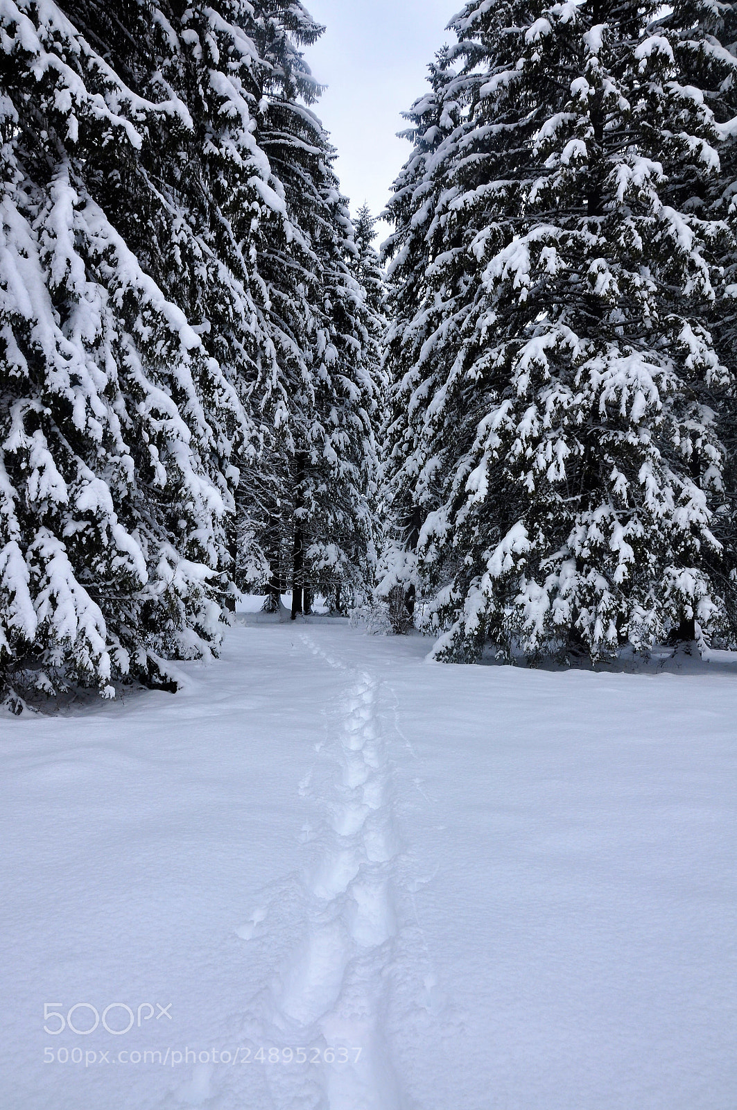 Nikon D90 sample photo. Snow prints photography