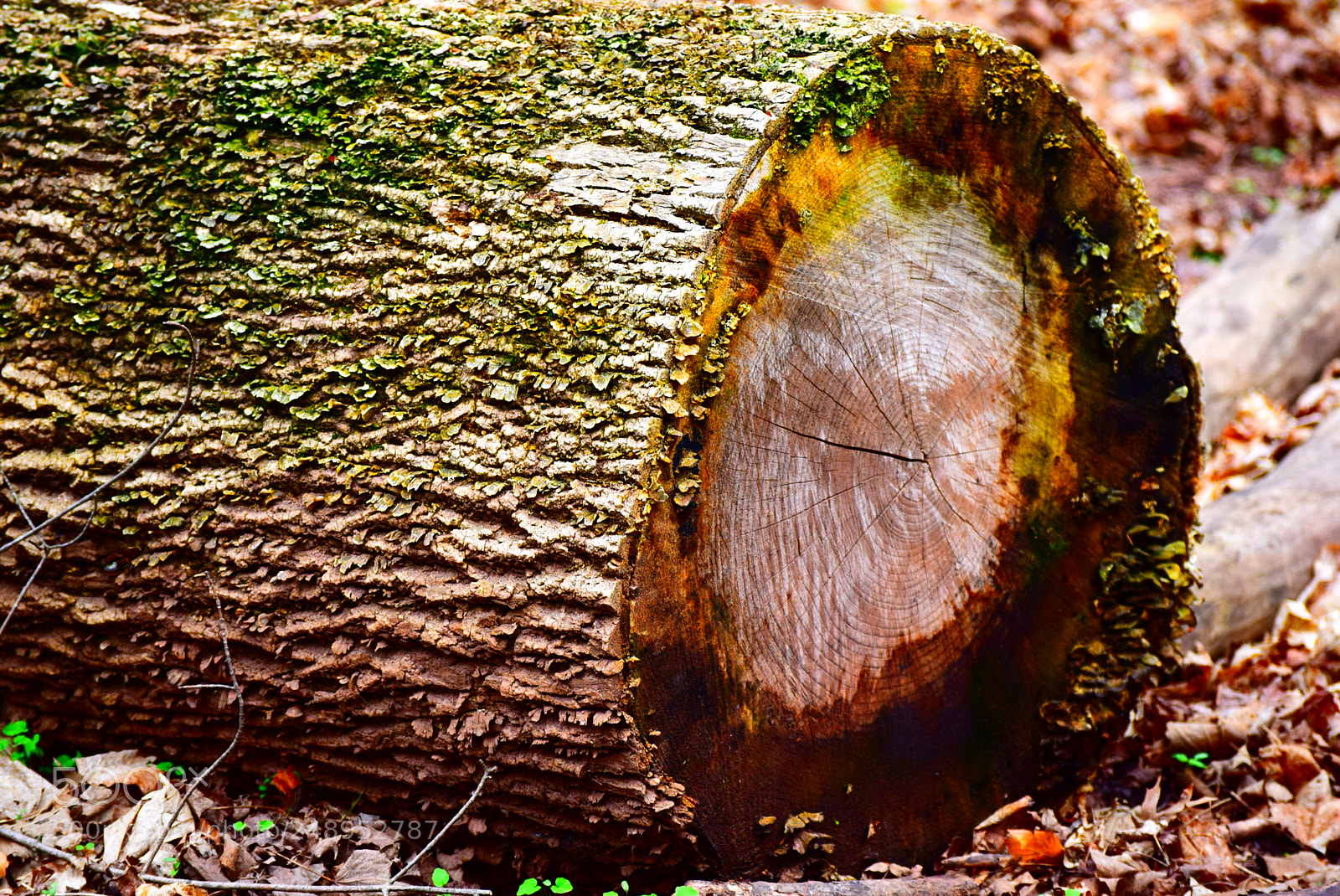 Nikon D3300 sample photo. Fallen tree photography