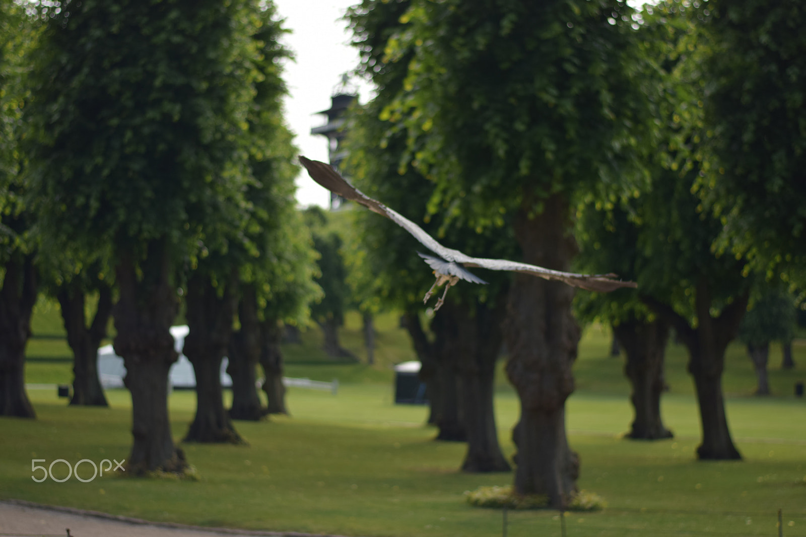 Nikon AF-S Nikkor 50mm F1.8G sample photo. Freedom 2 photography