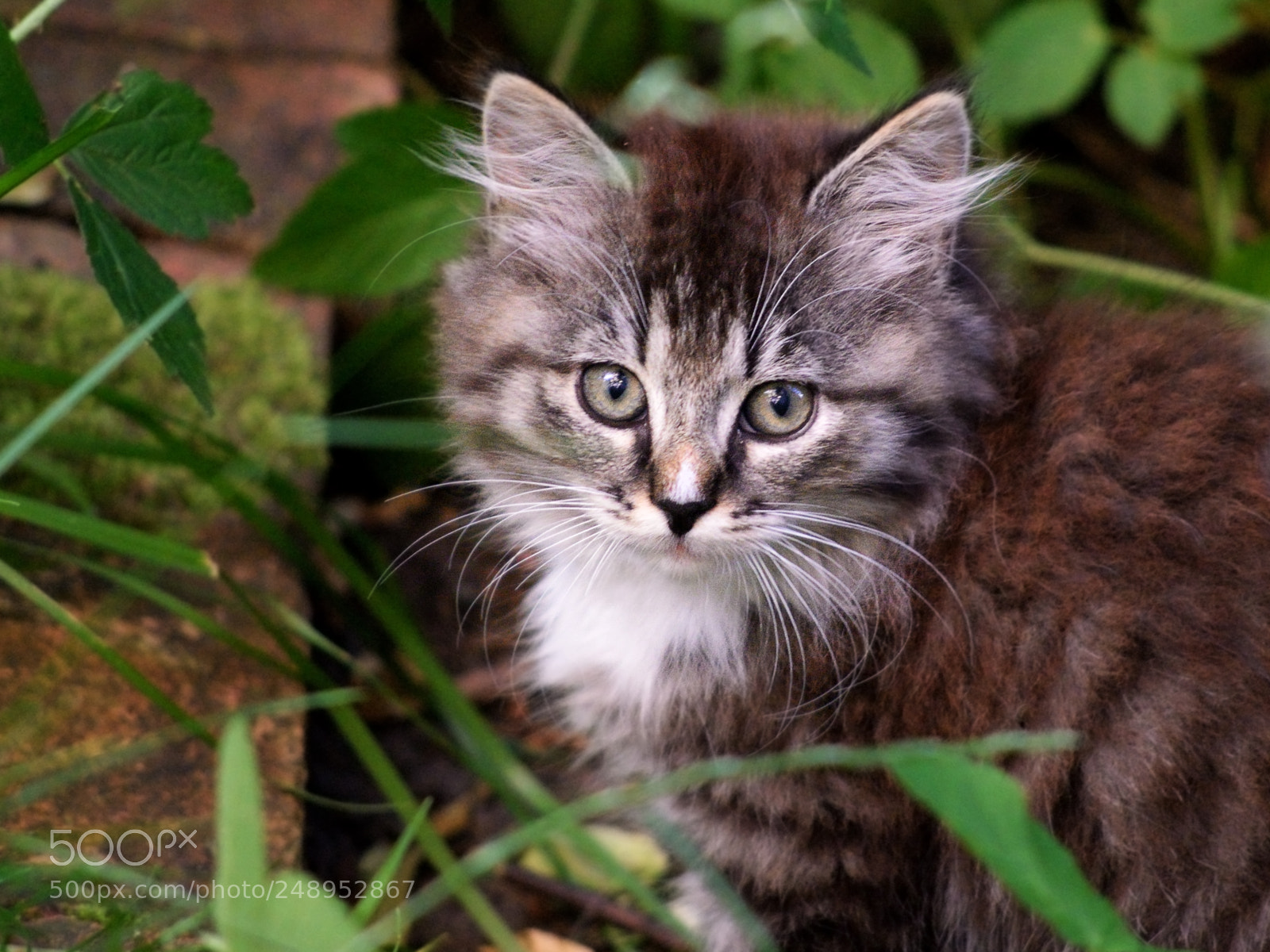 Nikon D610 sample photo. Little cute beauty photography
