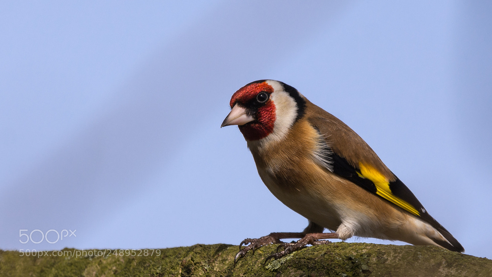 Nikon D7200 sample photo. European goldfinch photography