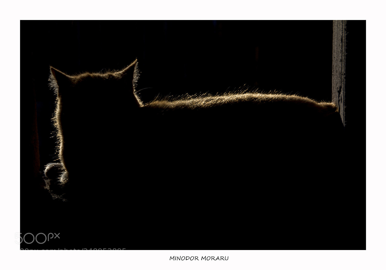 Canon EOS 7D sample photo. Wild cat photography