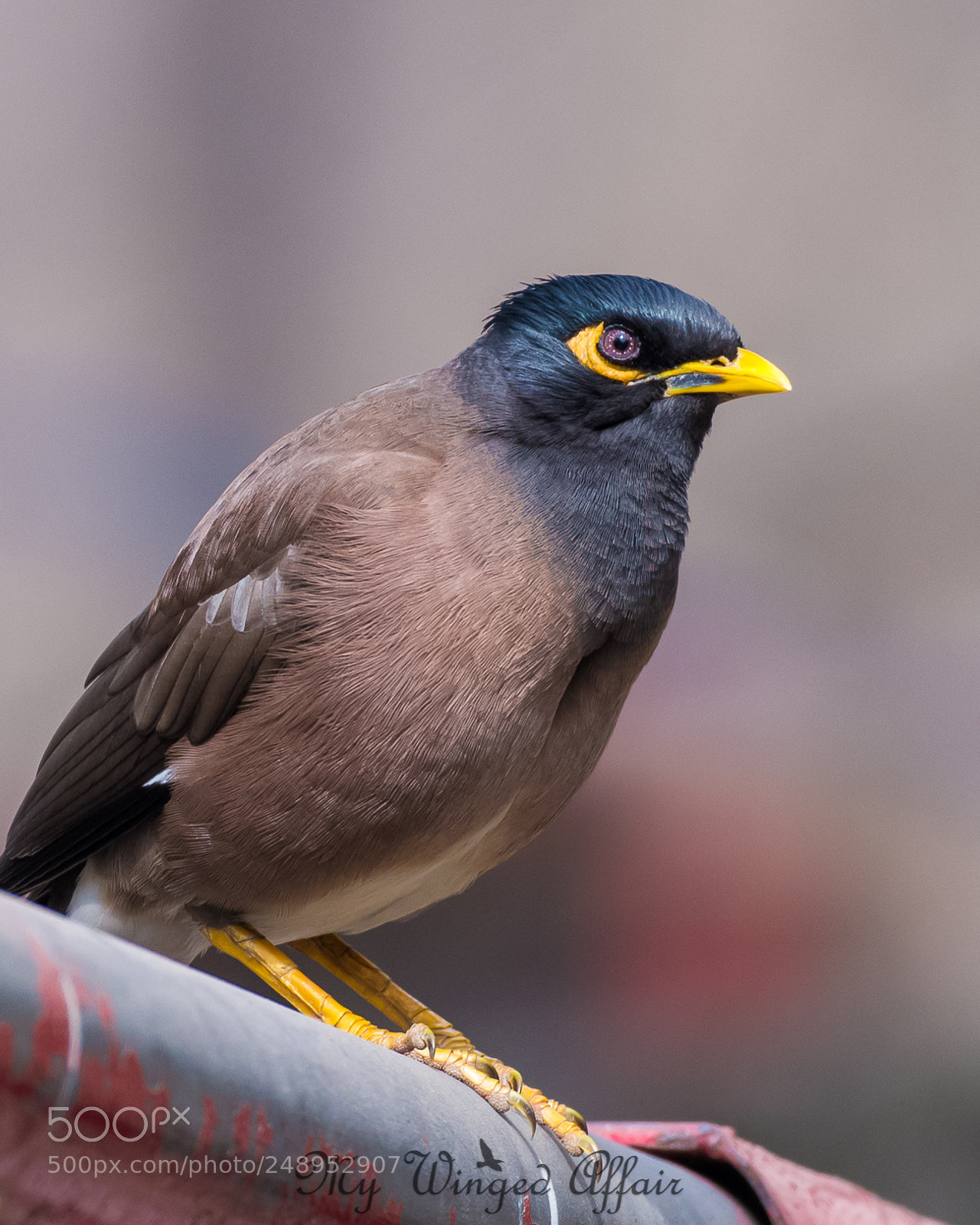 Nikon D610 sample photo. Common mynah indian mynah photography