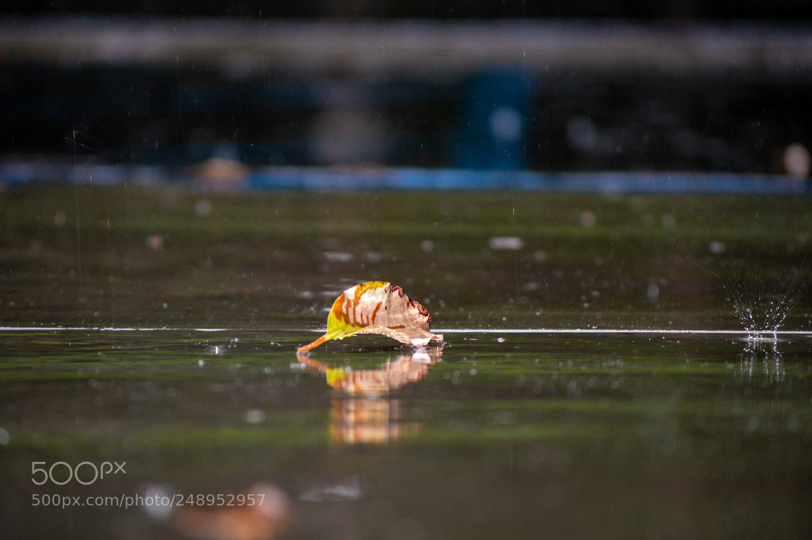 Nikon D3200 sample photo. Fallen leaf in raining photography