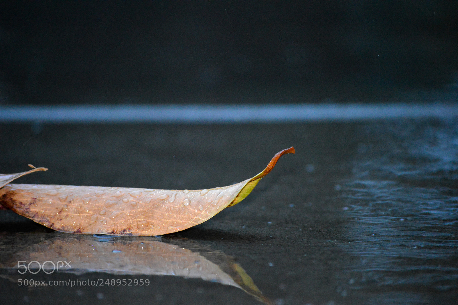 Nikon D3200 sample photo. Fallen leaf in raining photography