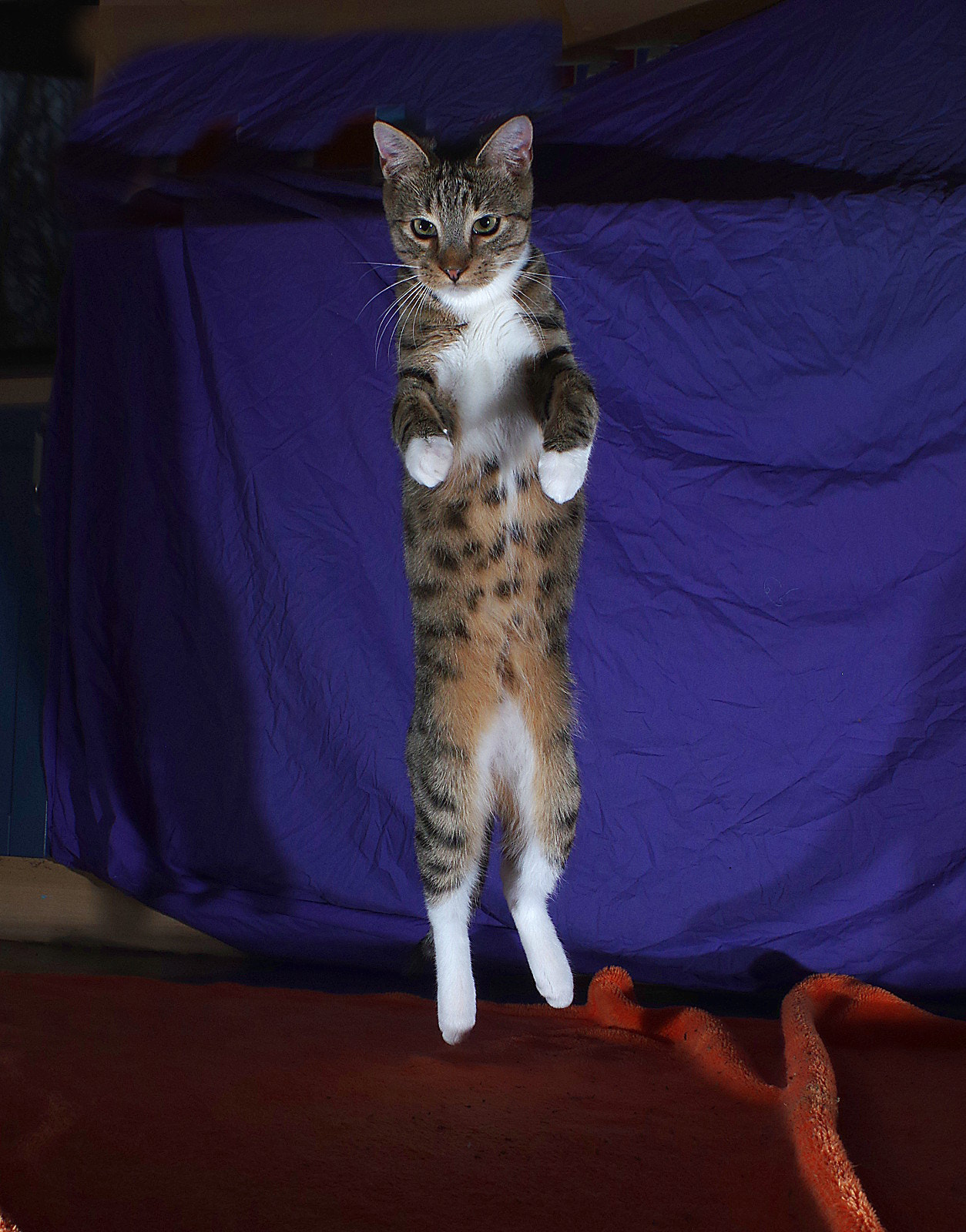 Pentax K-3 sample photo. Scary cat photography