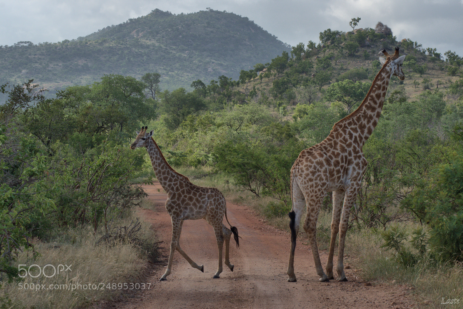 Pentax K-3 II sample photo. Giraffe on the road photography