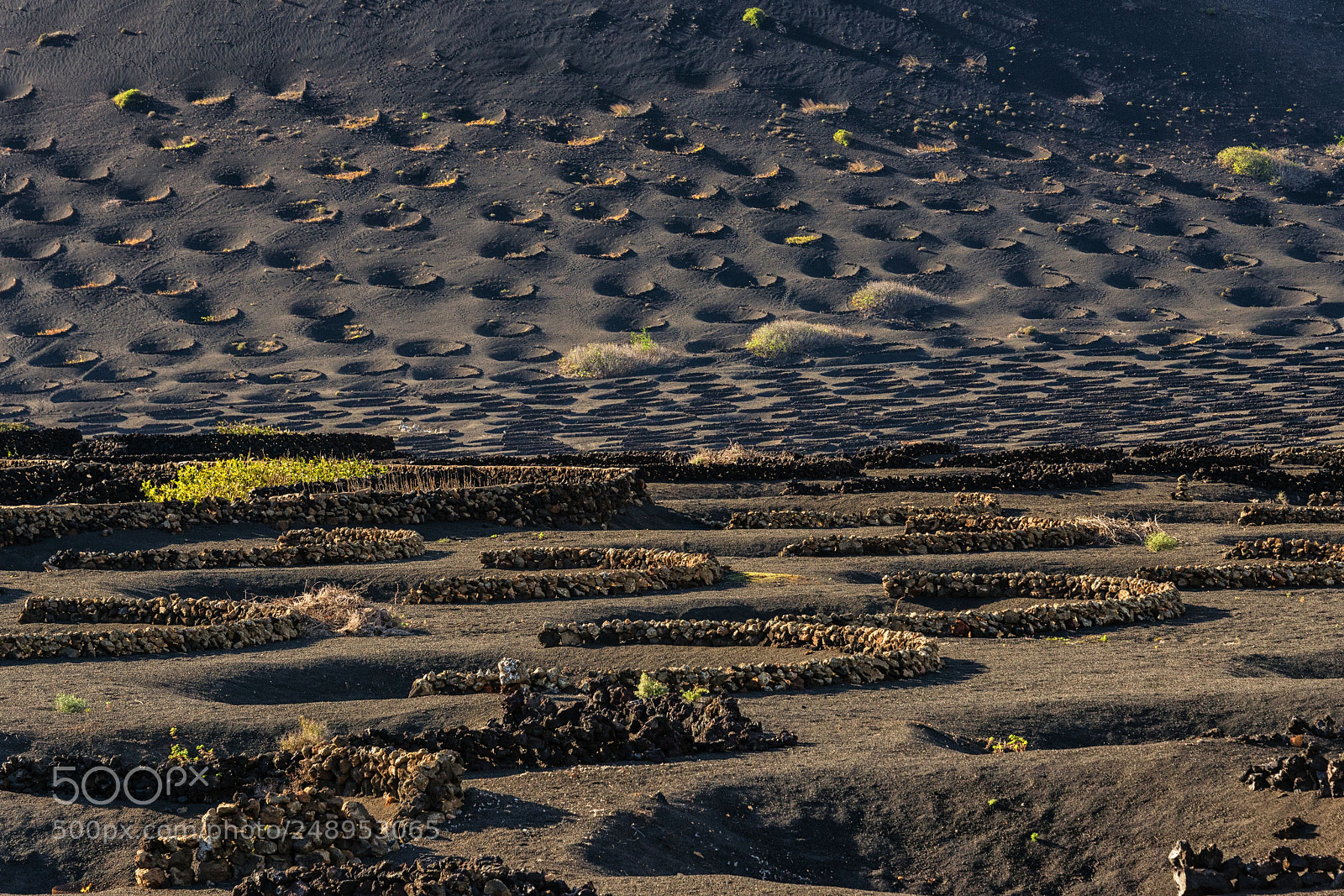 Nikon D800 sample photo. Vineyard in lava photography