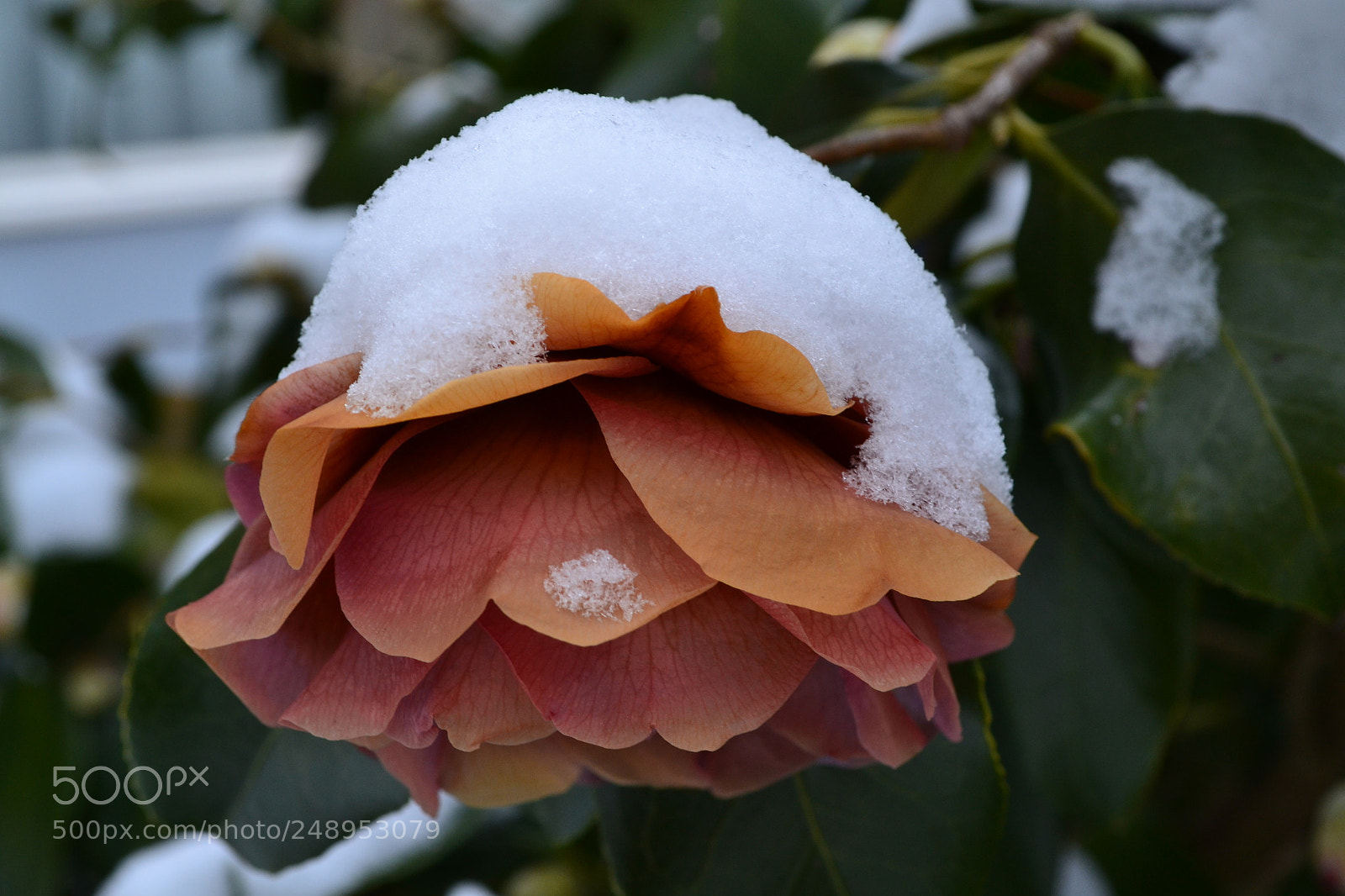 Nikon D3100 sample photo. Snowy rose  photography