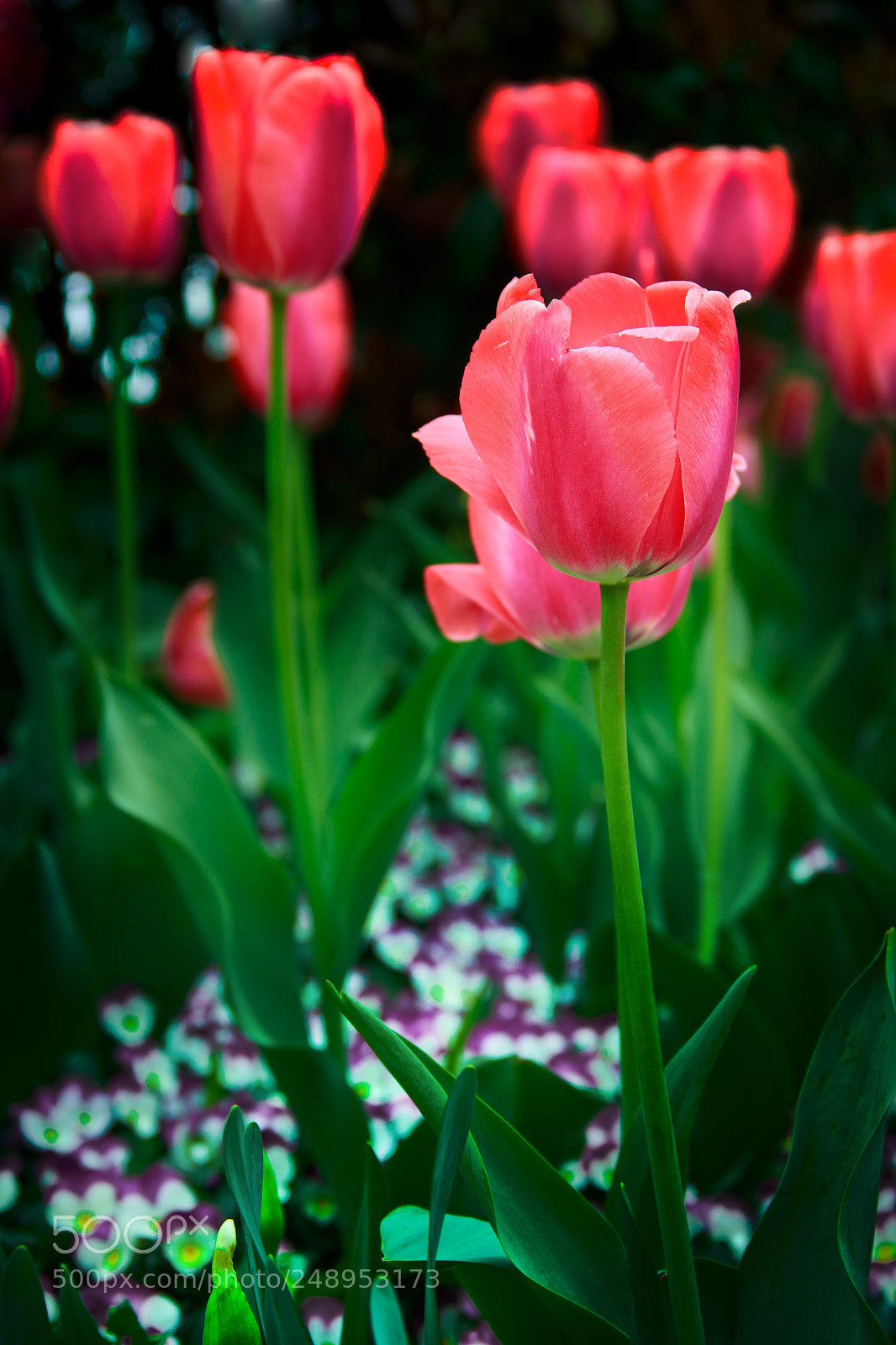 Canon EOS 550D (EOS Rebel T2i / EOS Kiss X4) sample photo. 郁金香003 photography