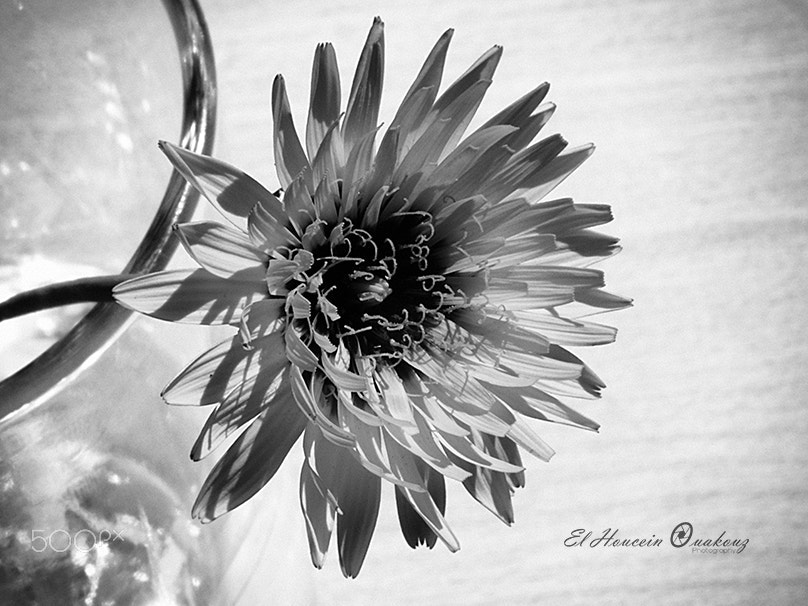 FujiFilm FinePix HS20 EXR (FinePix HS22 EXR) sample photo. Spring flowers photography