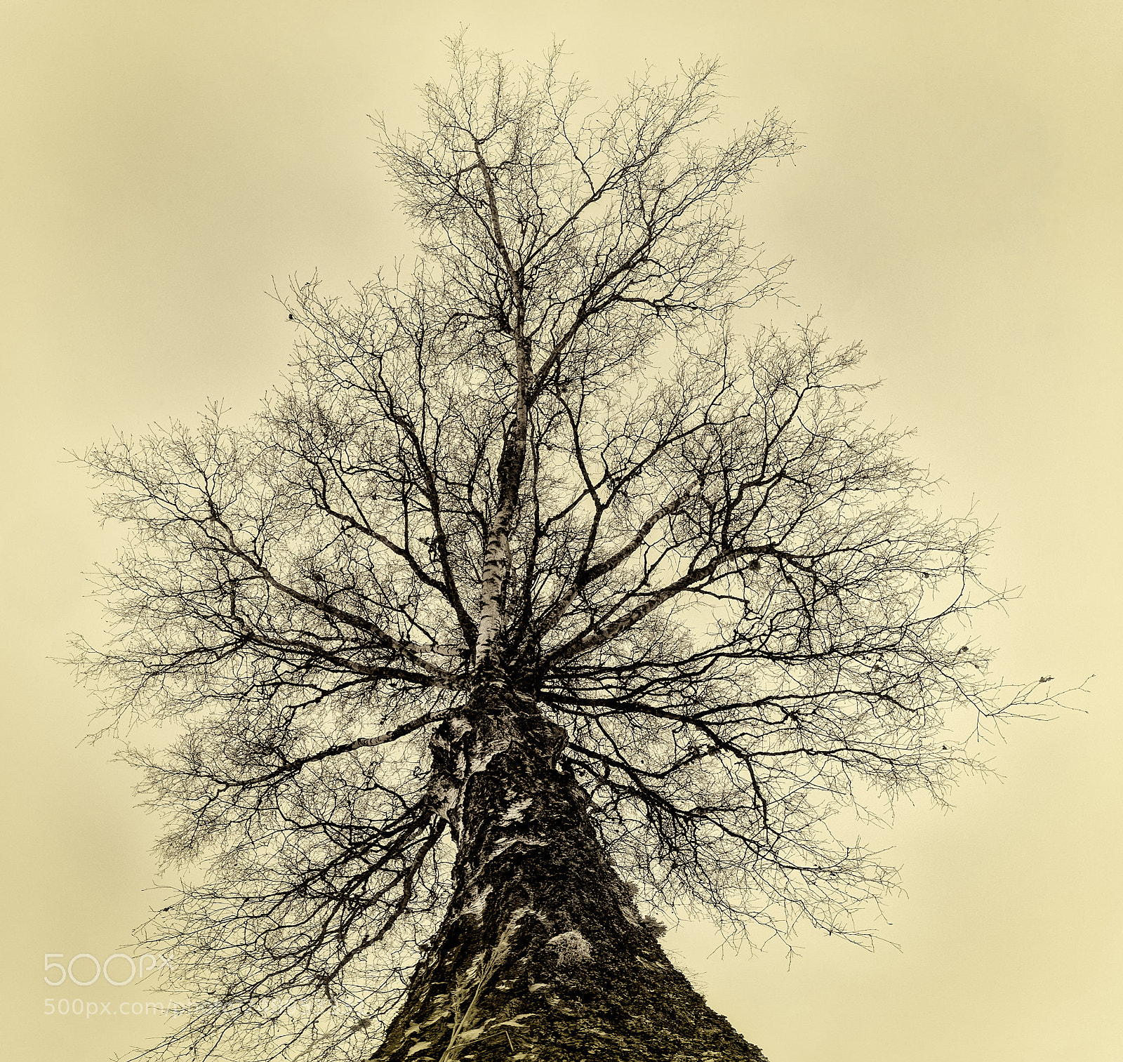 Nikon D600 sample photo. Birch to the sky photography