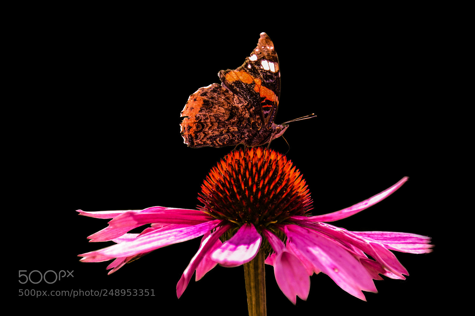 Nikon D3100 sample photo. Aa butterfly on flower photography