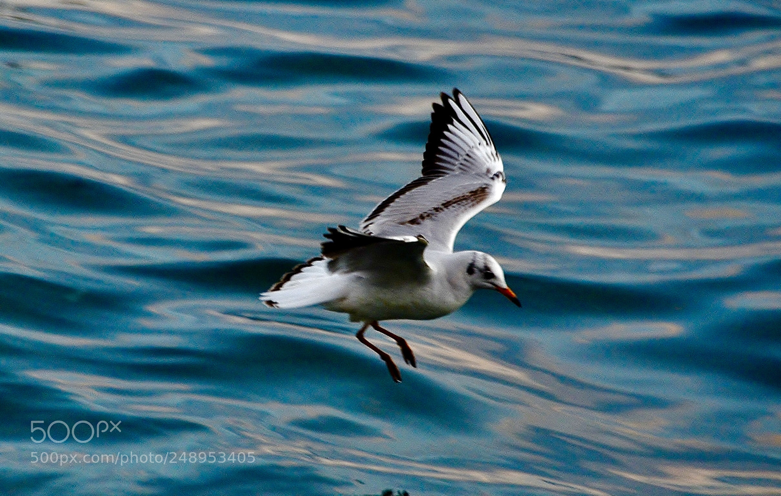 Nikon D7000 sample photo. Landing photography