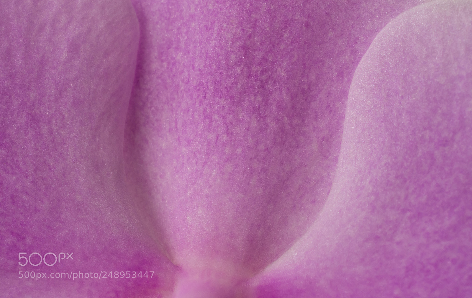 Nikon D7200 sample photo. Orchidea photography