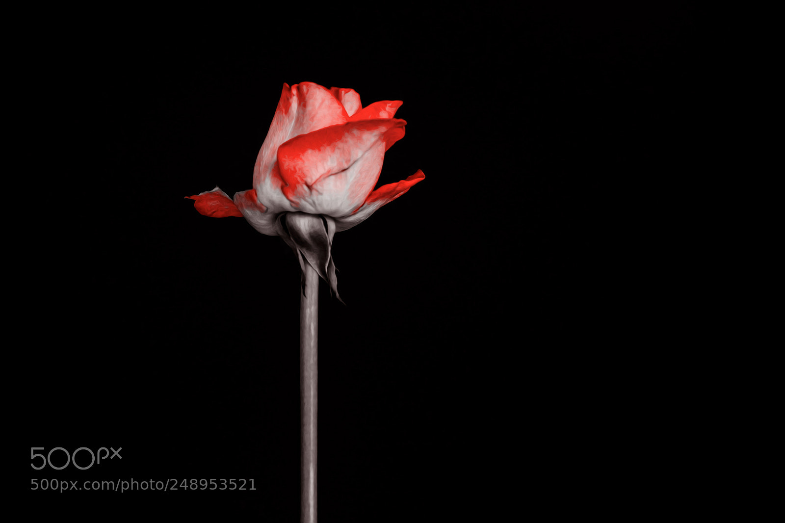 Sony SLT-A77 sample photo. Red rose photography
