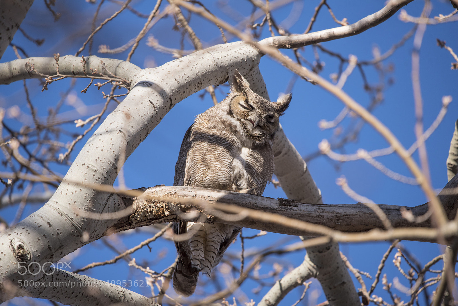 Nikon D750 sample photo. The horned owl photography