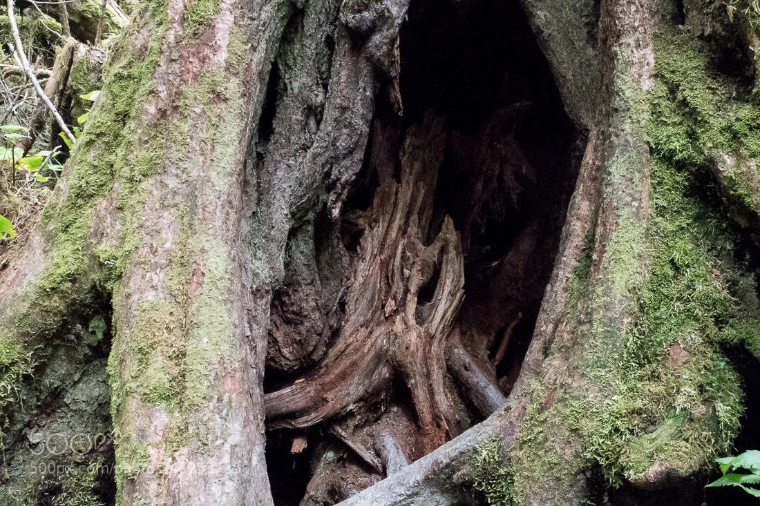 Nikon D5500 sample photo. Rainforest detail, ketchikan ak, 2016 photography