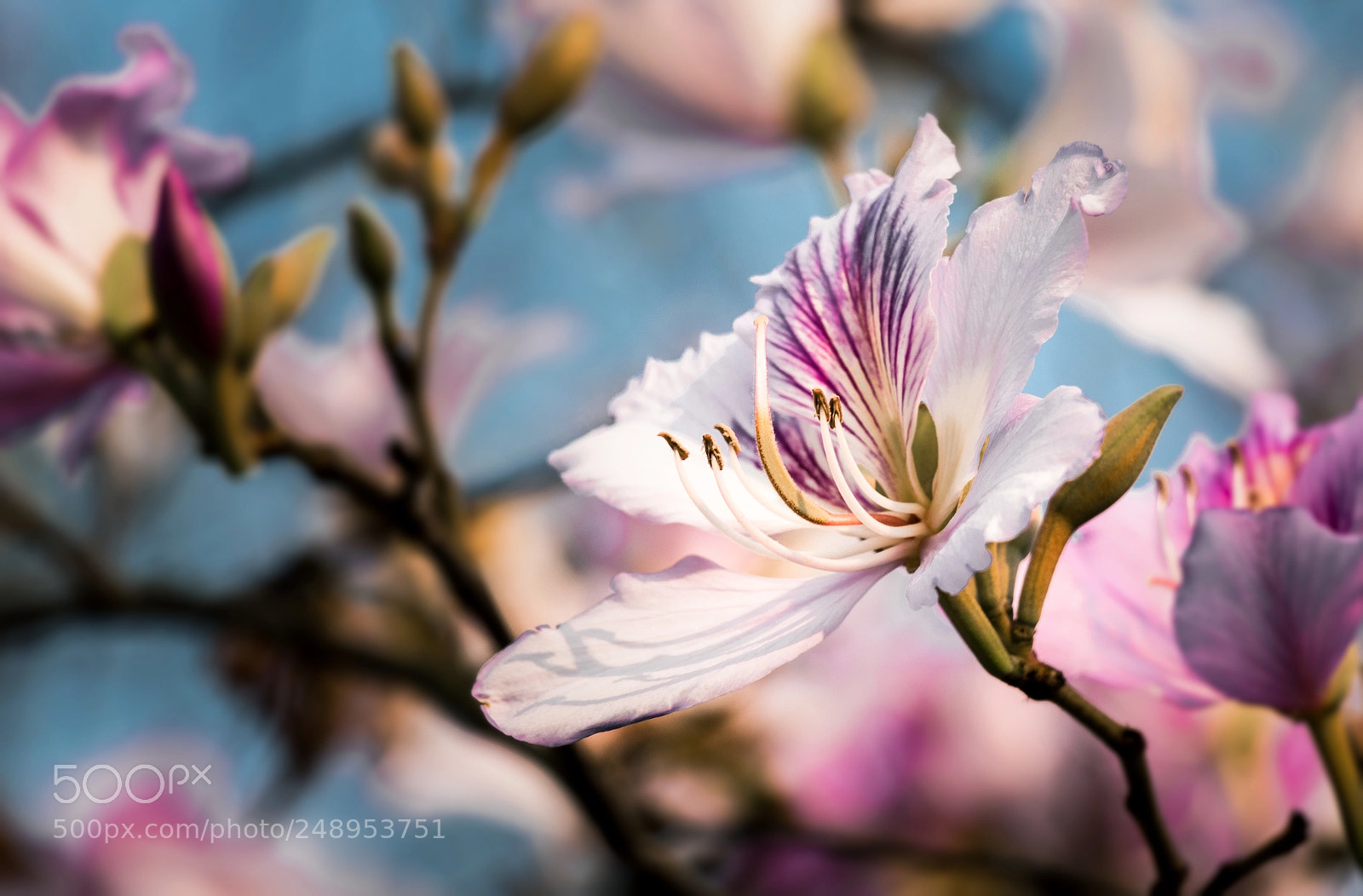 Canon EOS 80D sample photo. Bauhinia variegata photography