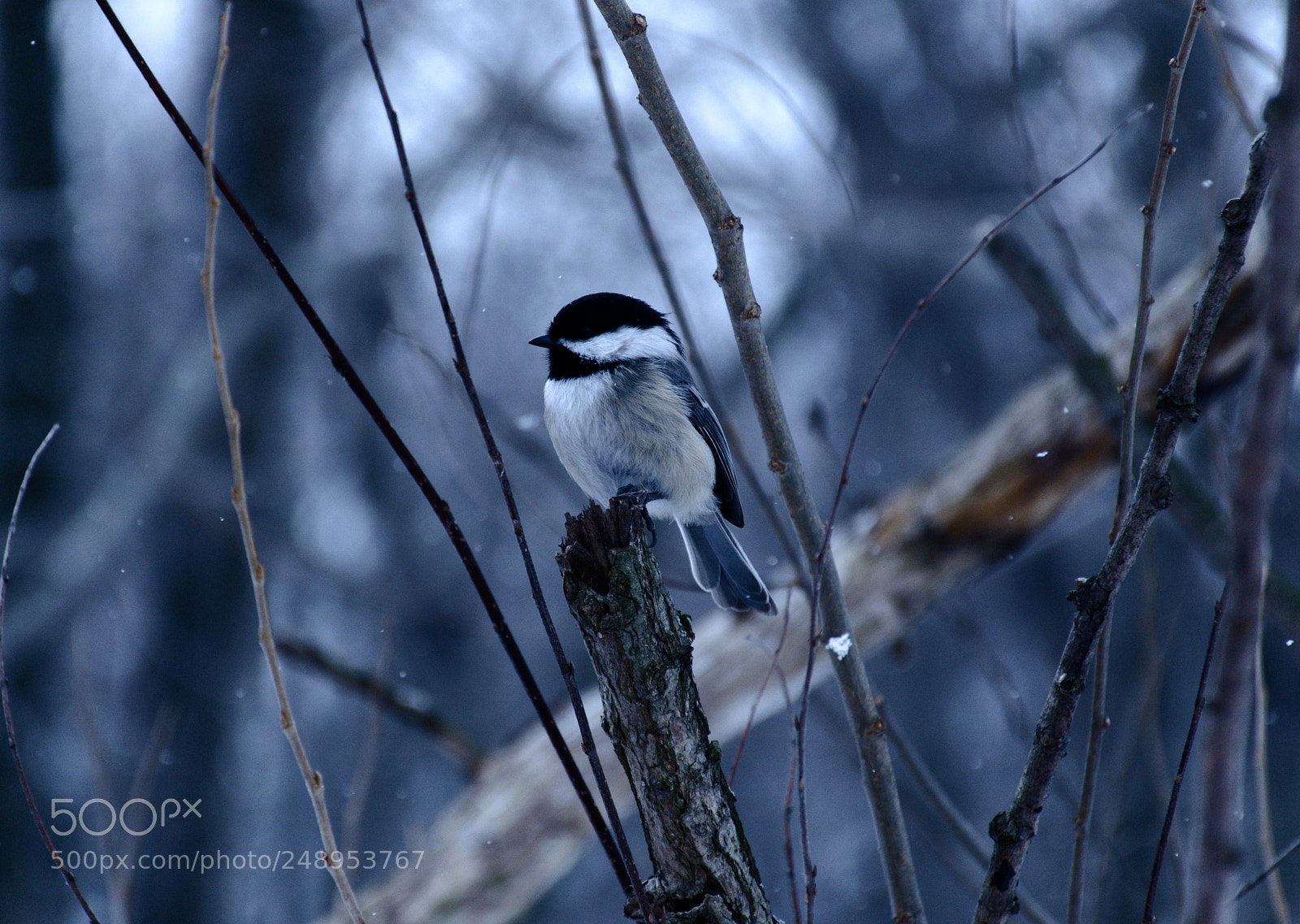 Nikon D7000 sample photo. Spring photography