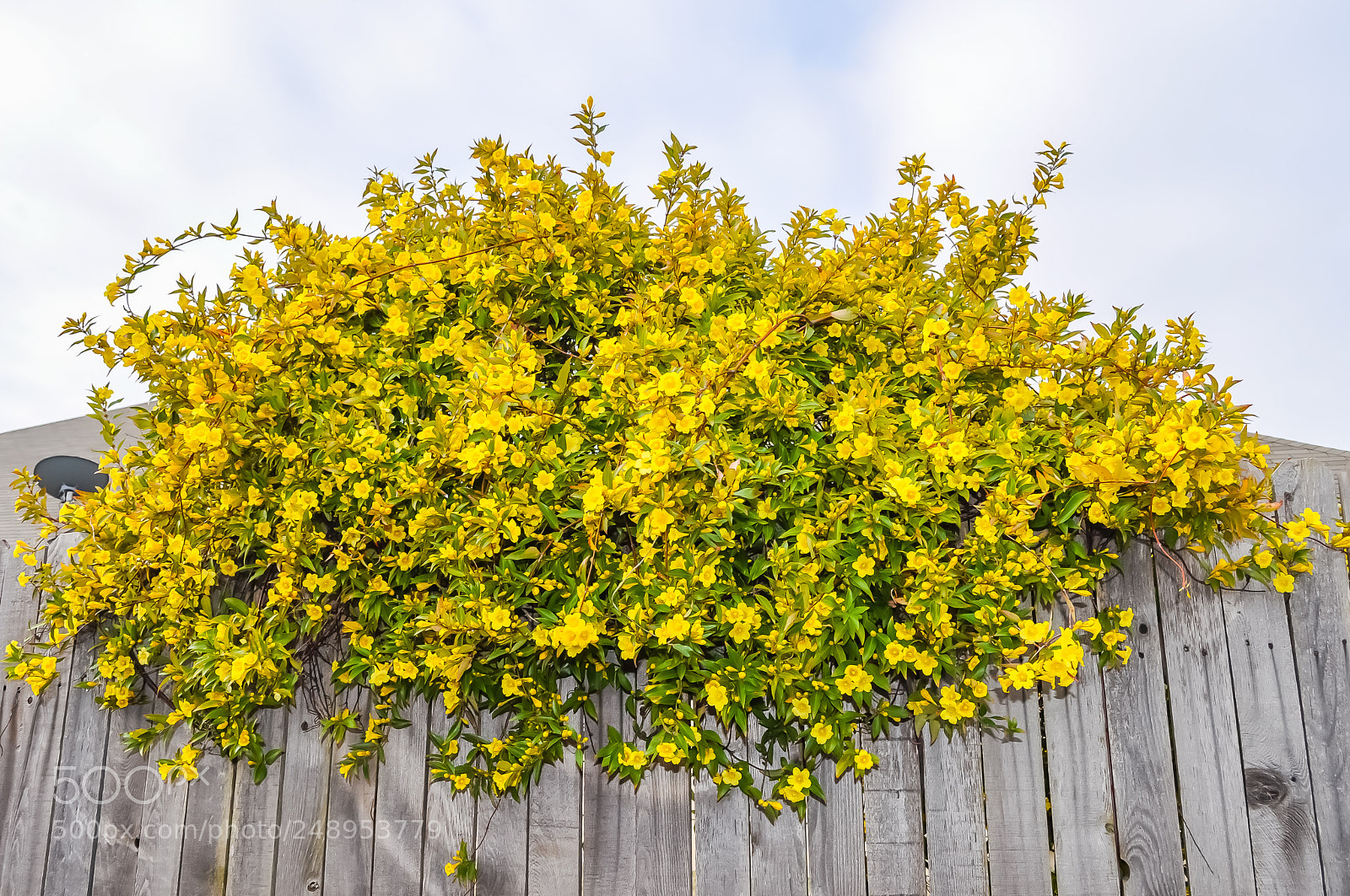 Nikon D5000 sample photo. More yellow flowers in photography