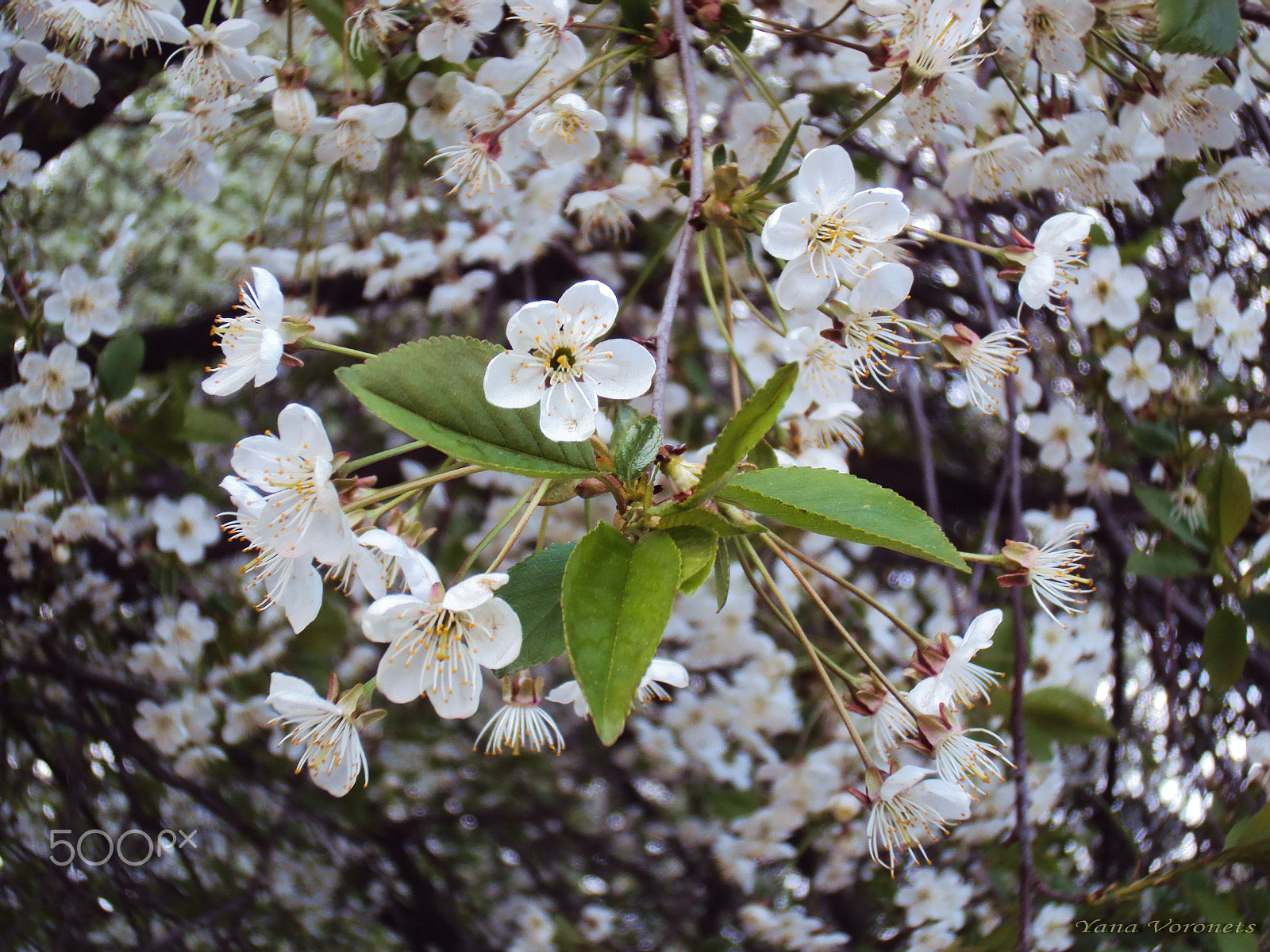 Sony DSC-W190 sample photo. Cherry orchard photography