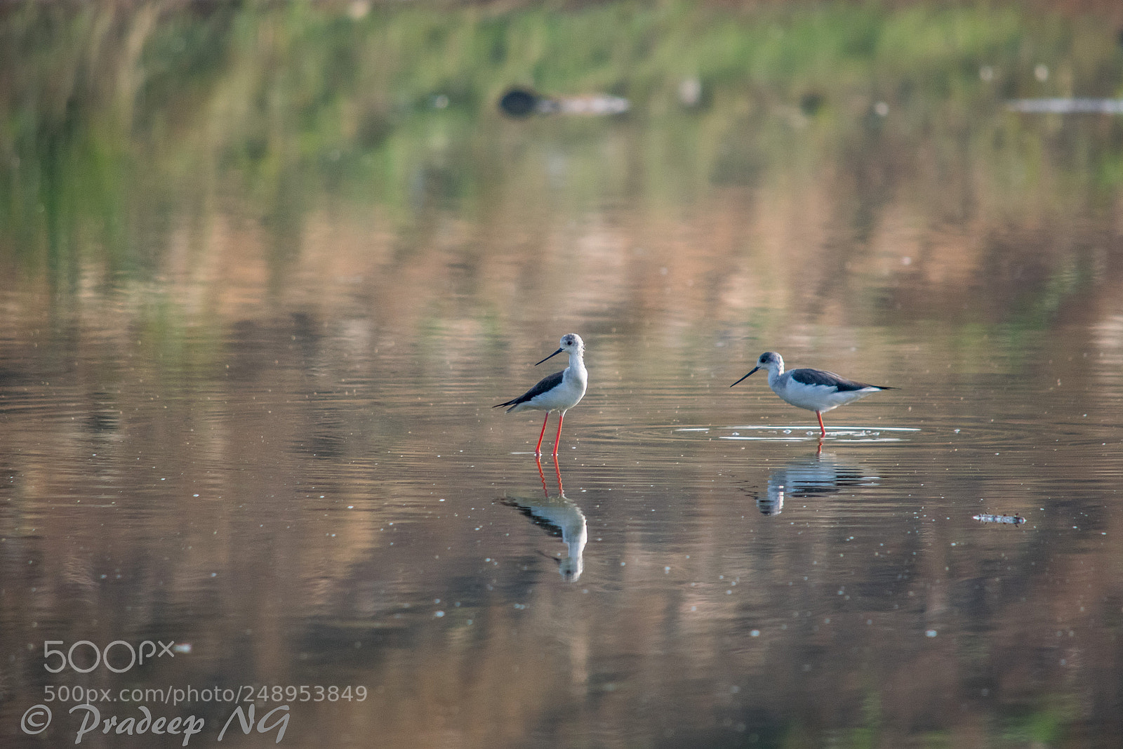 Nikon D3300 sample photo. Black stilt photography