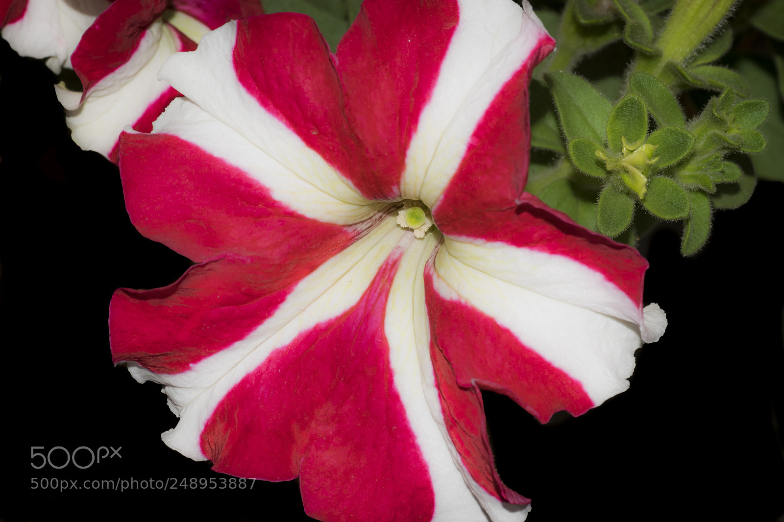 Nikon D5300 sample photo. Red petunia photography