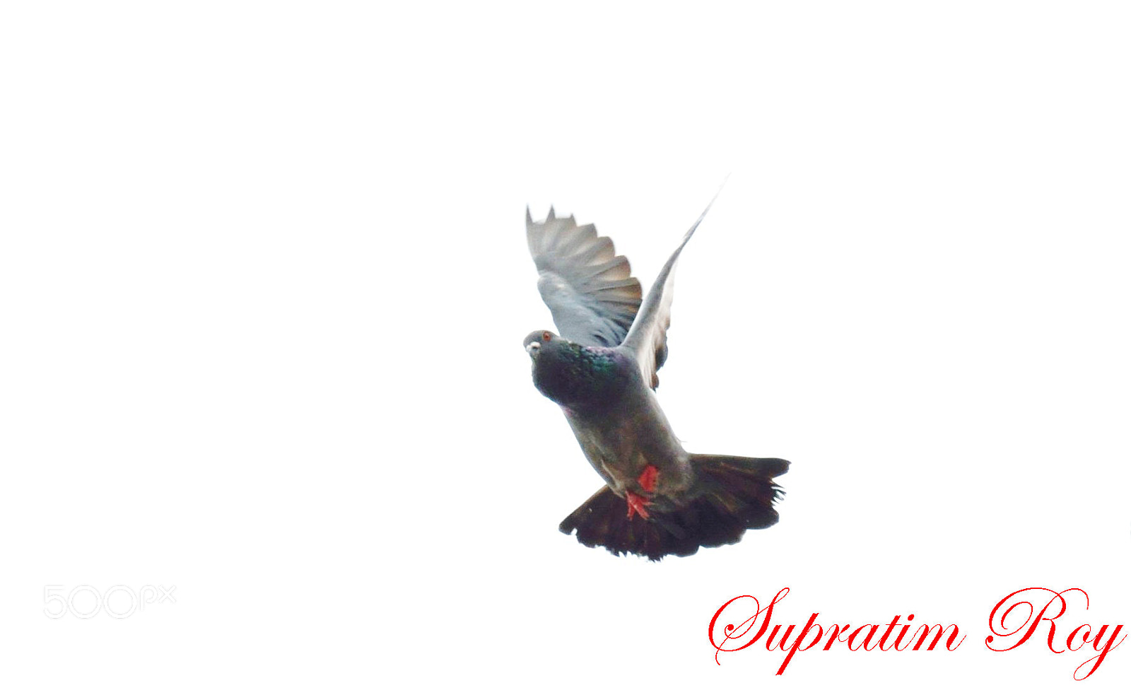 Nikon D3200 sample photo. Pigeon flight photography