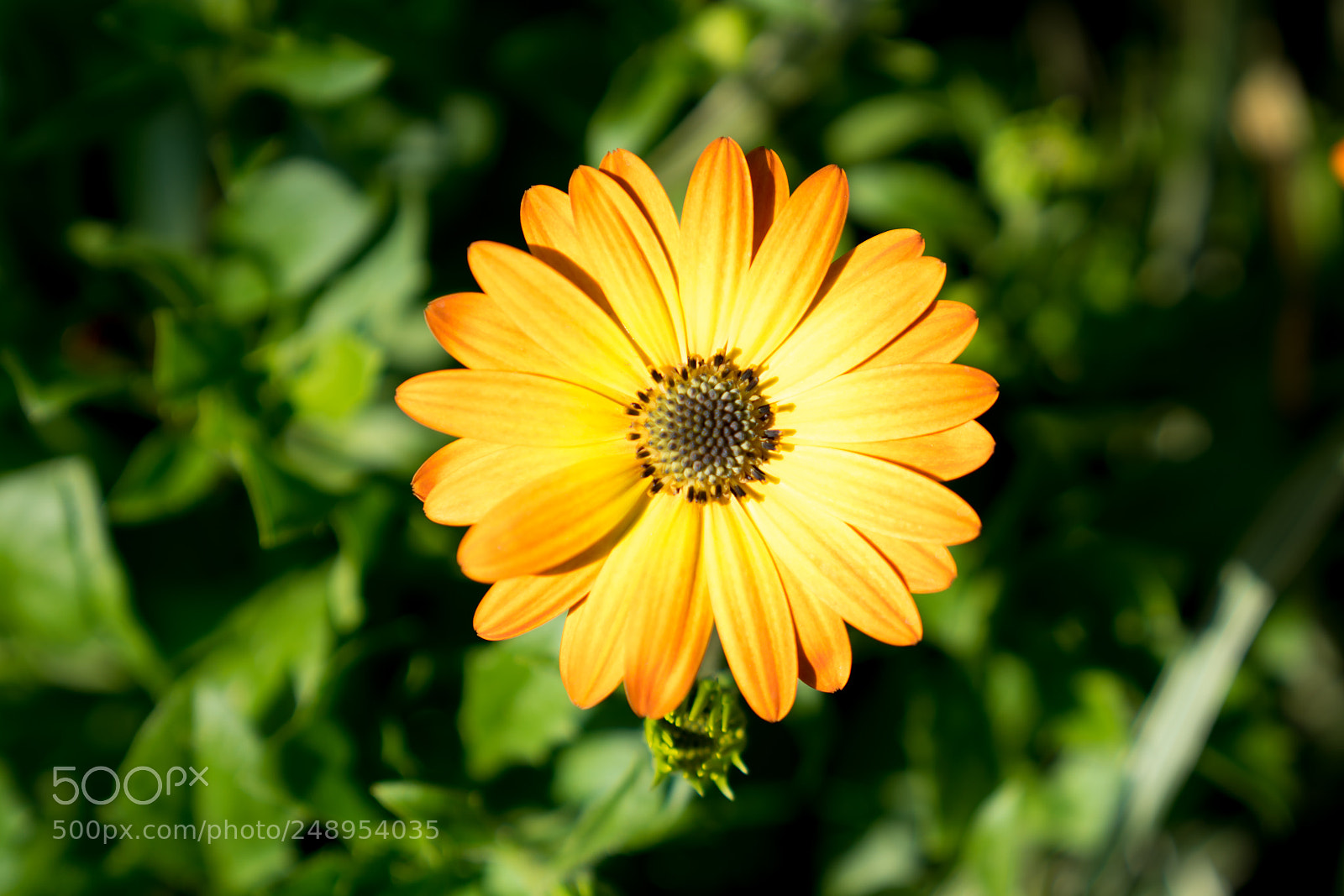 Sony a7 II sample photo. Yellow photography