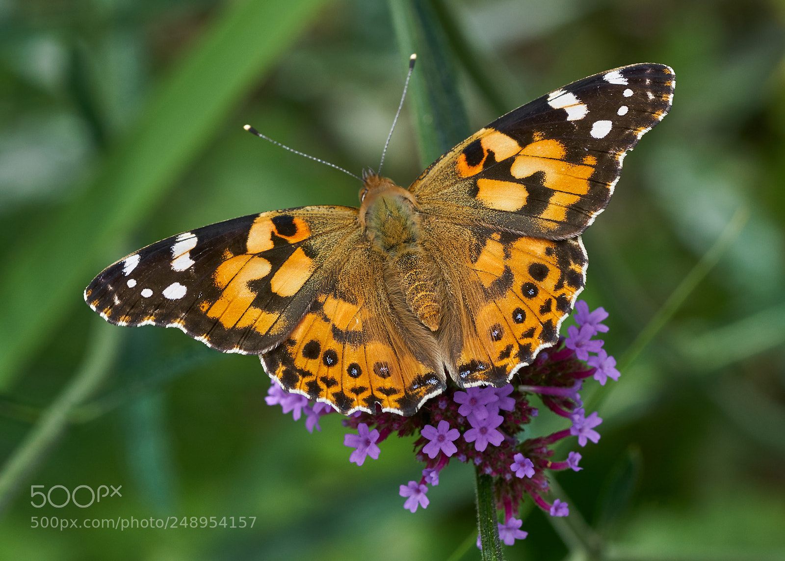 Sony a7R II sample photo. Painted lady photography