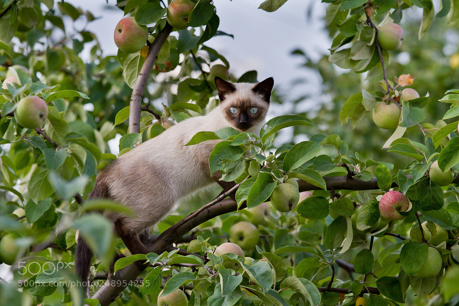 Canon EOS 7D sample photo. Охотник photography
