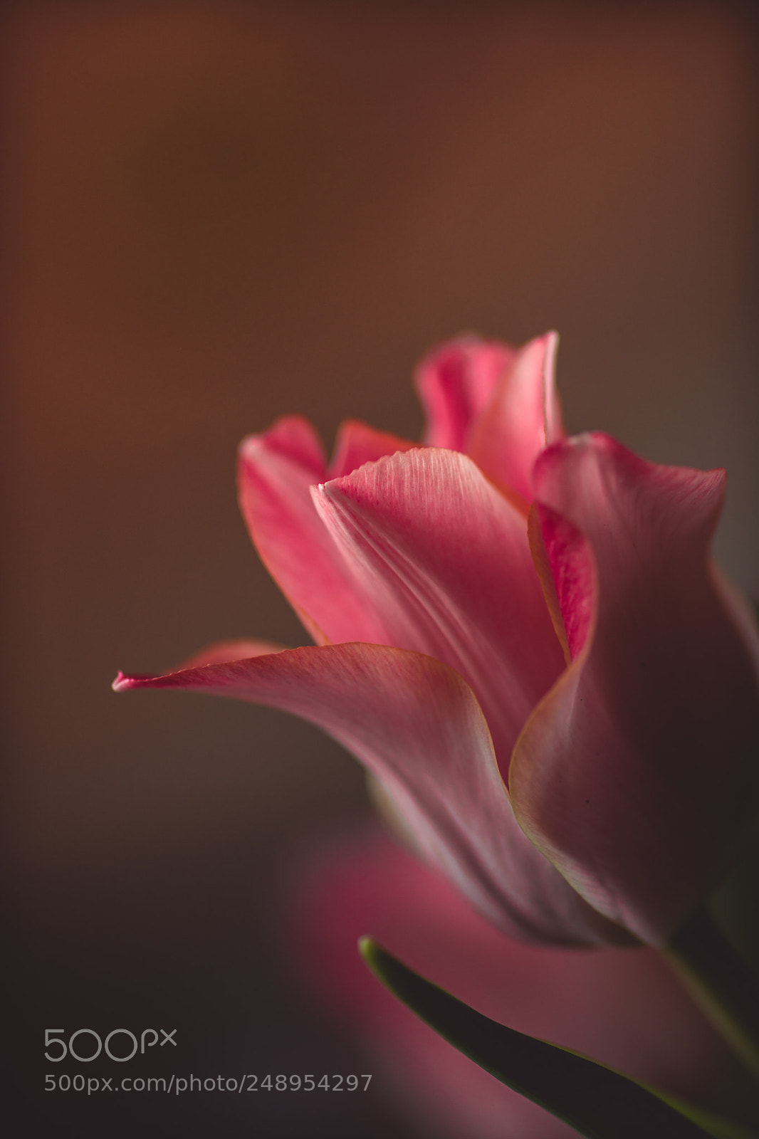 Nikon D7100 sample photo. Spring tulips photography