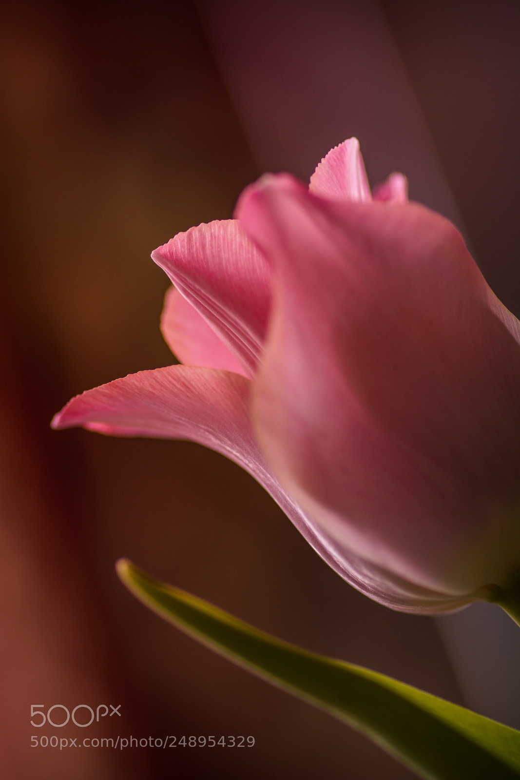 Nikon D7100 sample photo. Spring tulip photography
