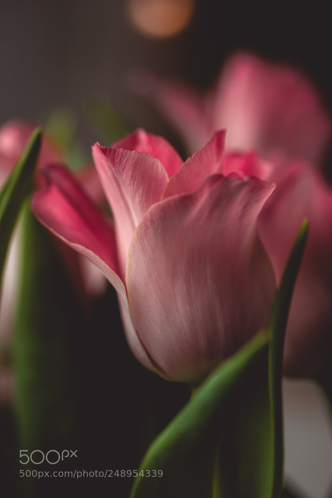 Nikon D7100 sample photo. Spring tulip photography