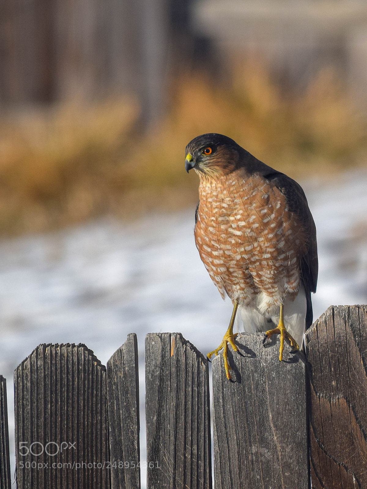 Nikon D3300 sample photo. Cooper's hawk at rest photography